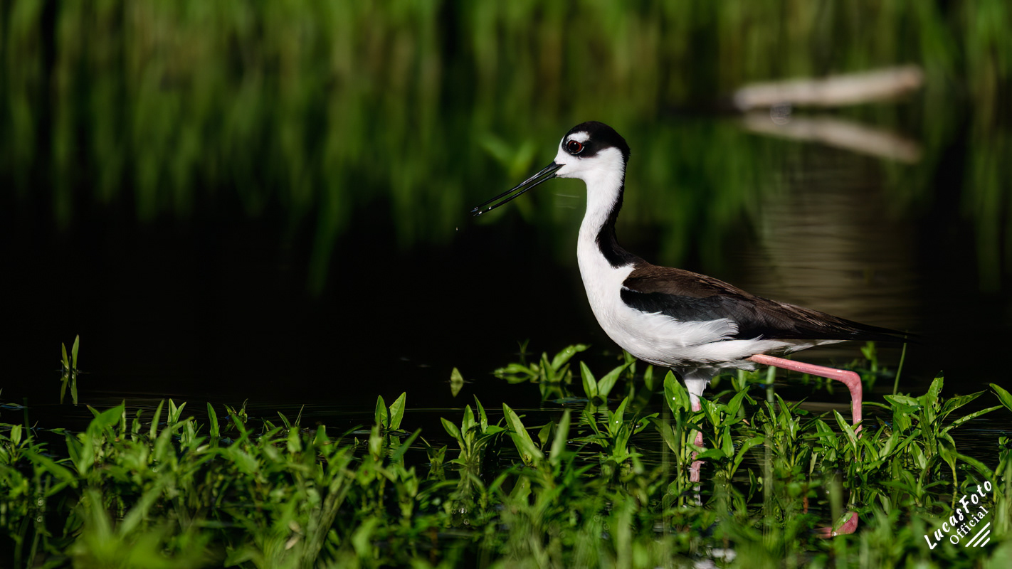 Black-necked Stilt