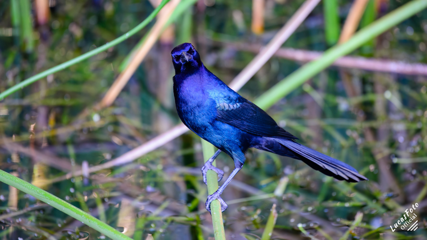 Boat-tailed Grackle