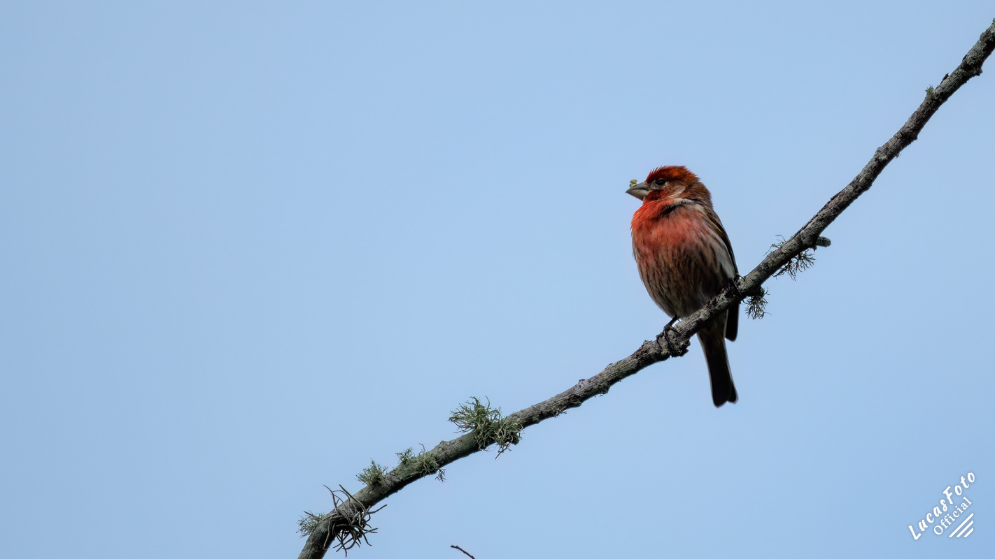 House Finch