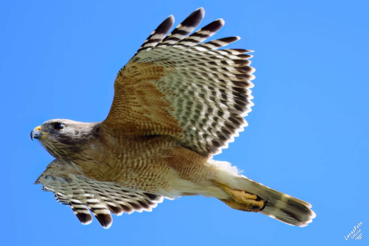 Red-shouldered Hawk