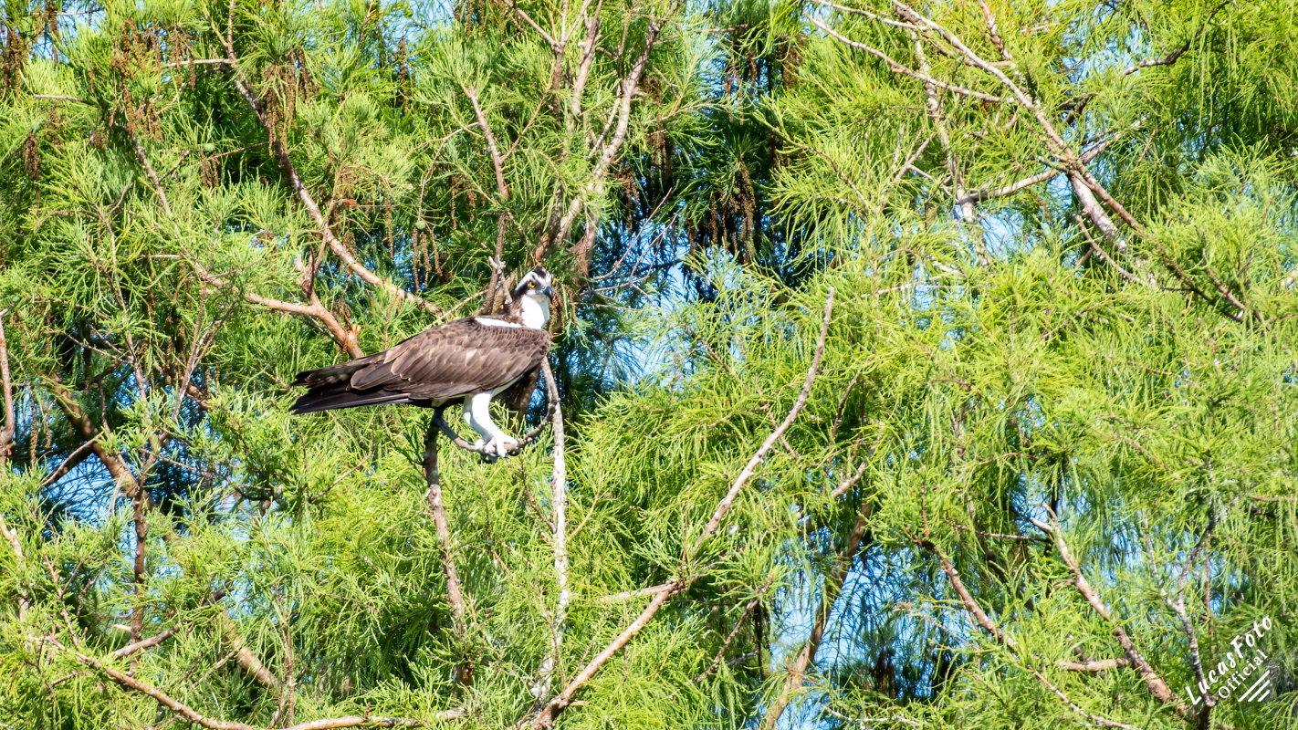 Osprey