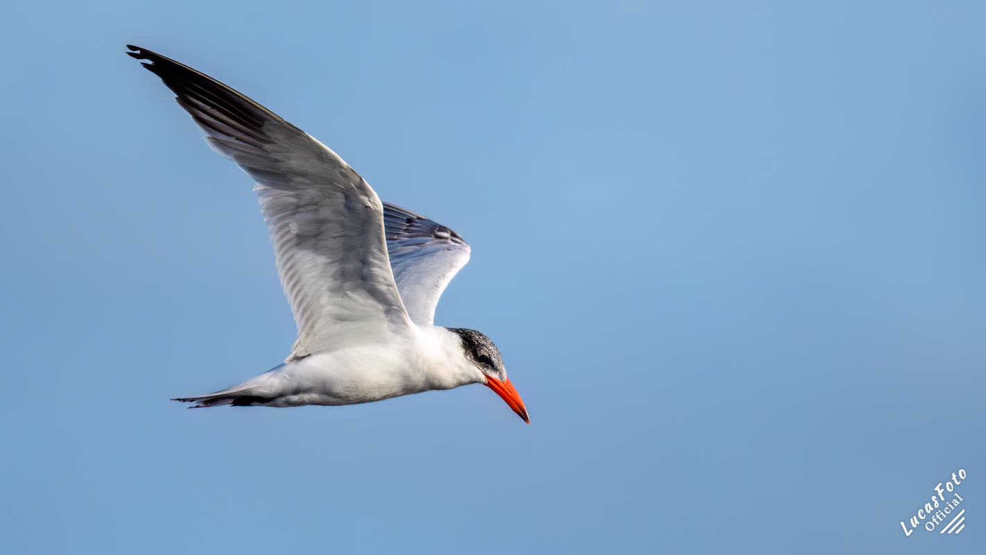 Caspian Tern
