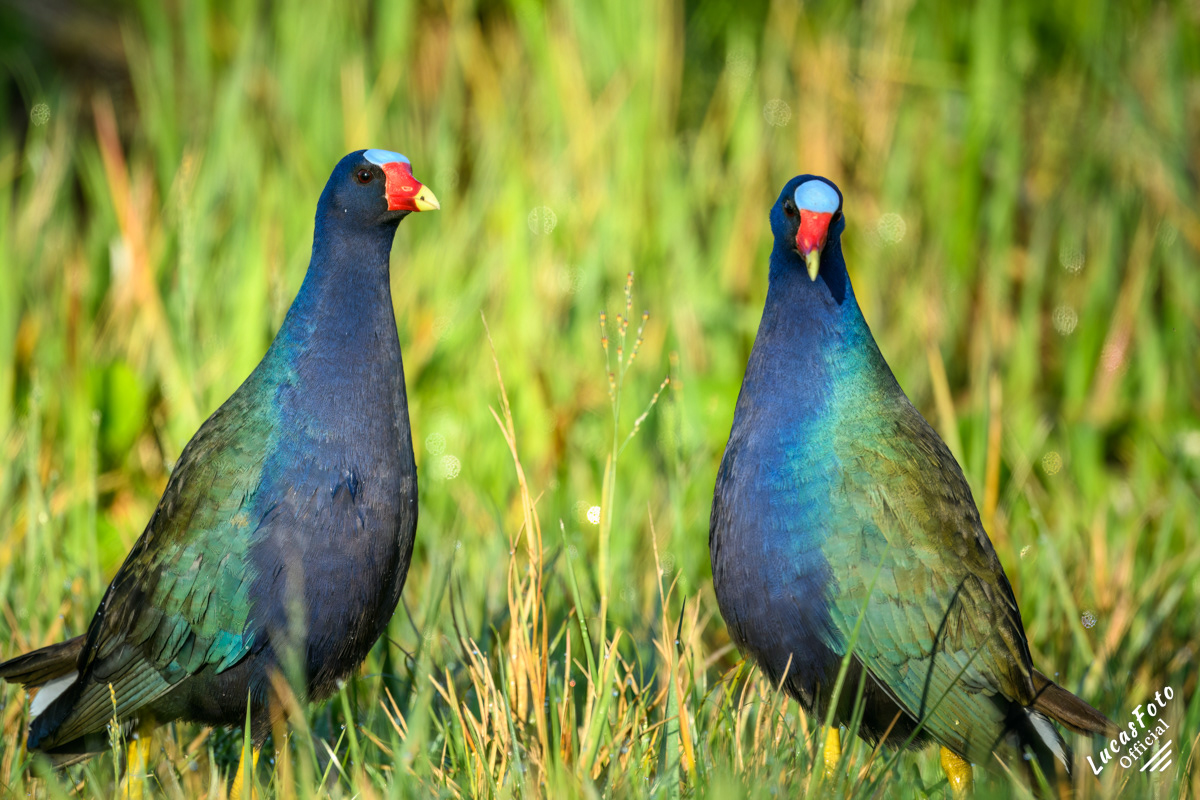Purple Gallinule