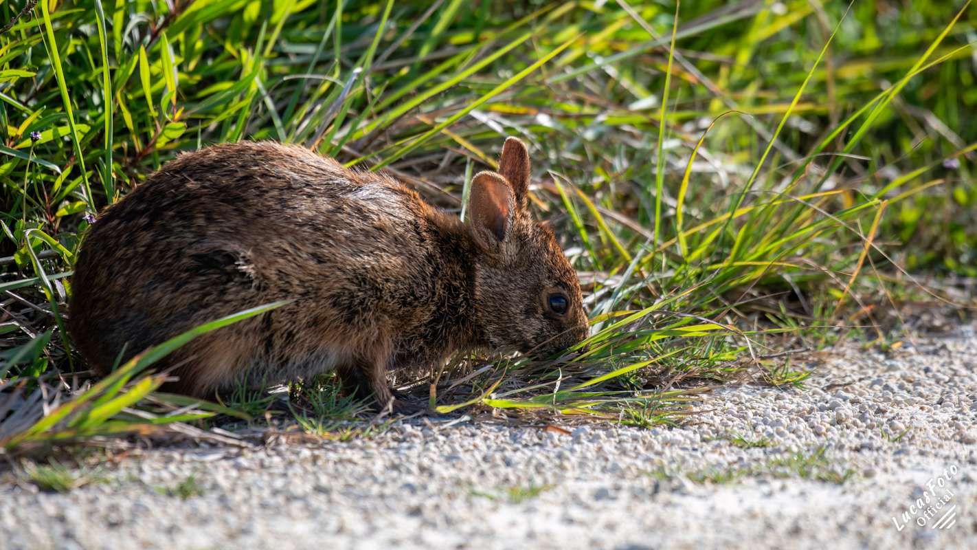 Marsh Rabbit