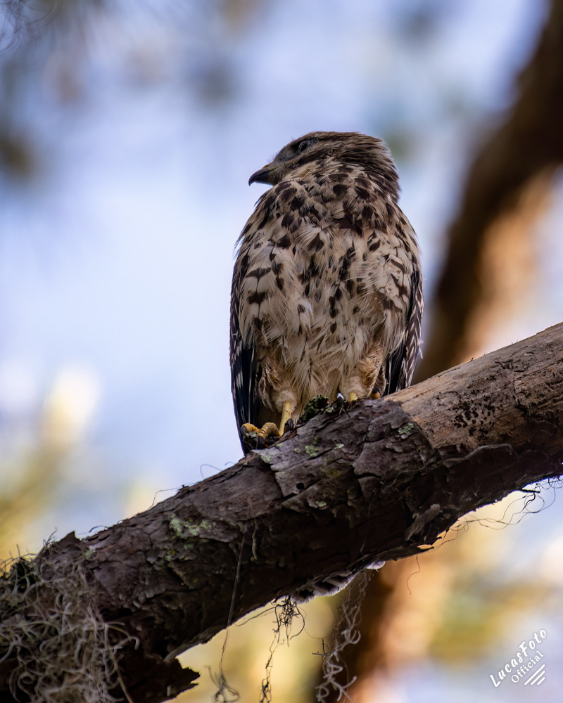 Red-shouldered Hawk