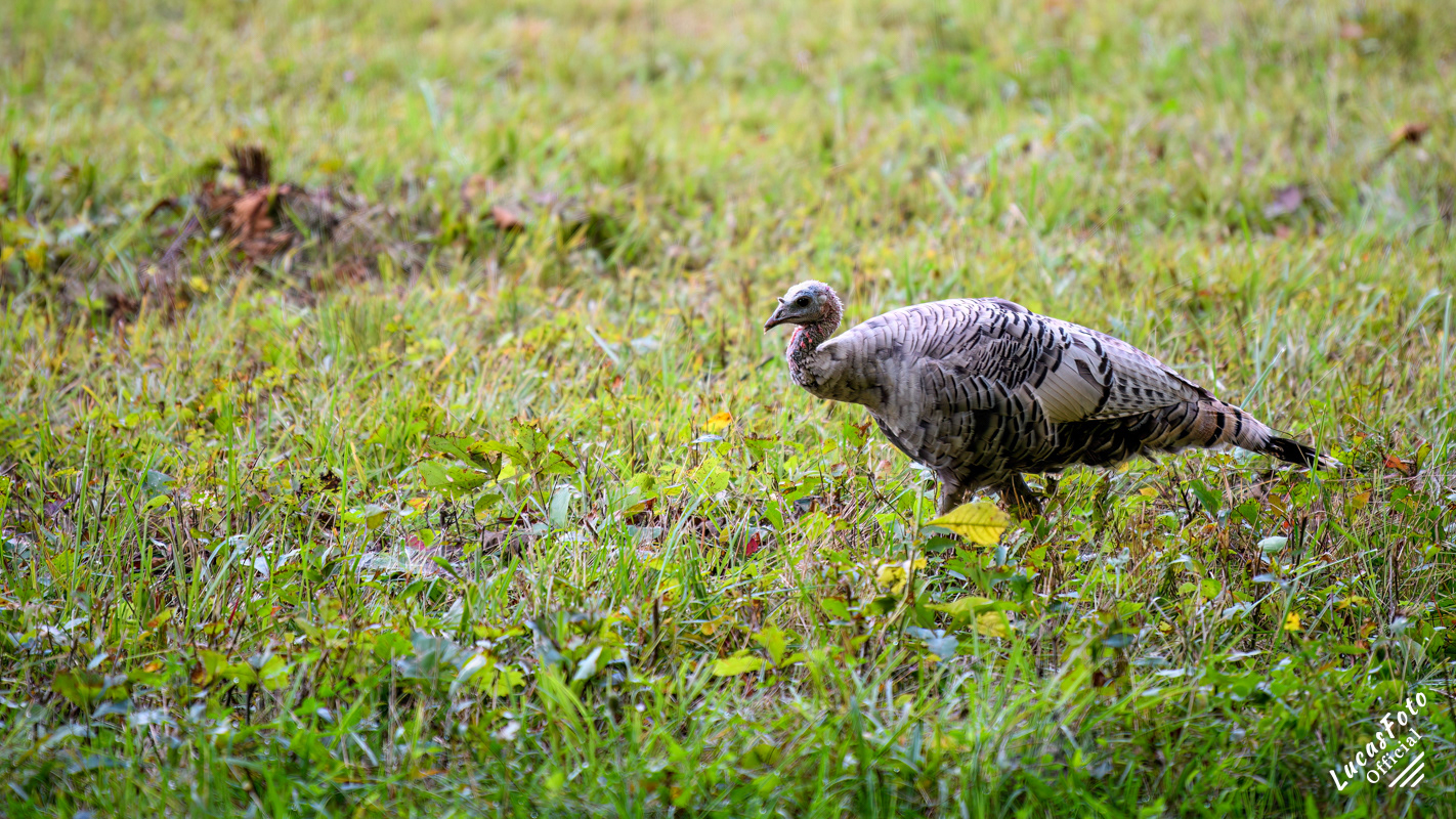Leucistic Eastern Wild Turkey