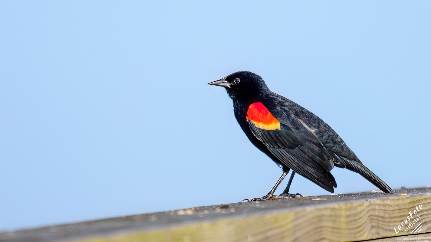 Red-winged Blackbird