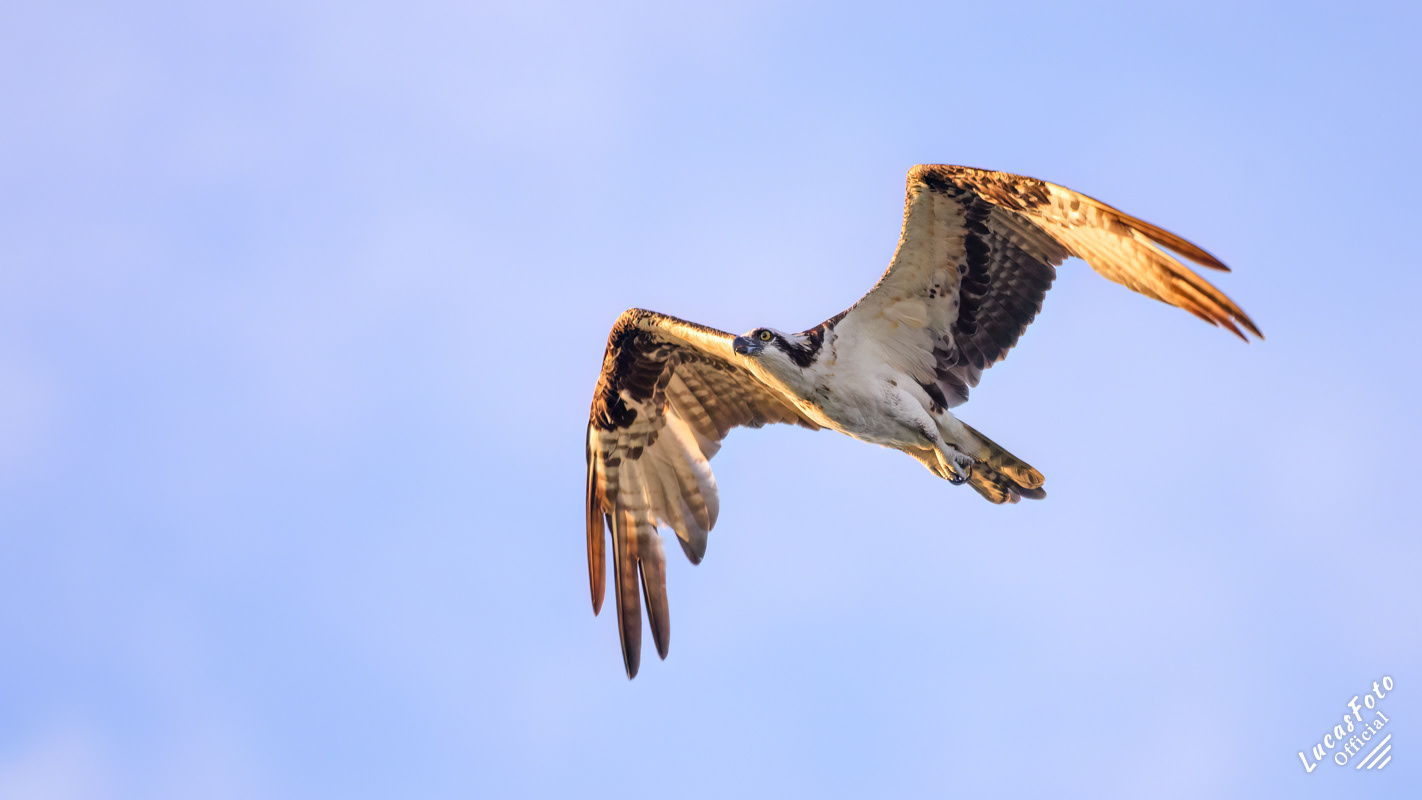 Osprey