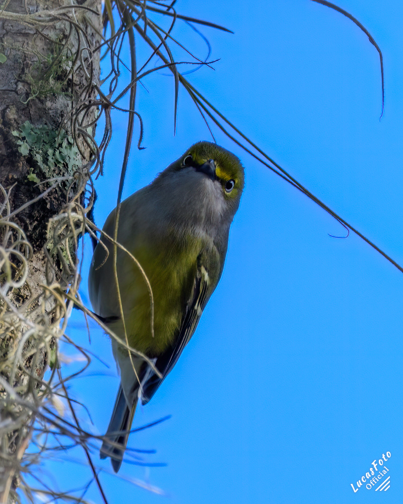 White-eyed Vireo