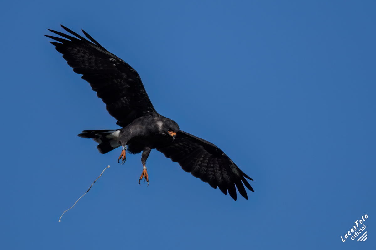 Snail Kite