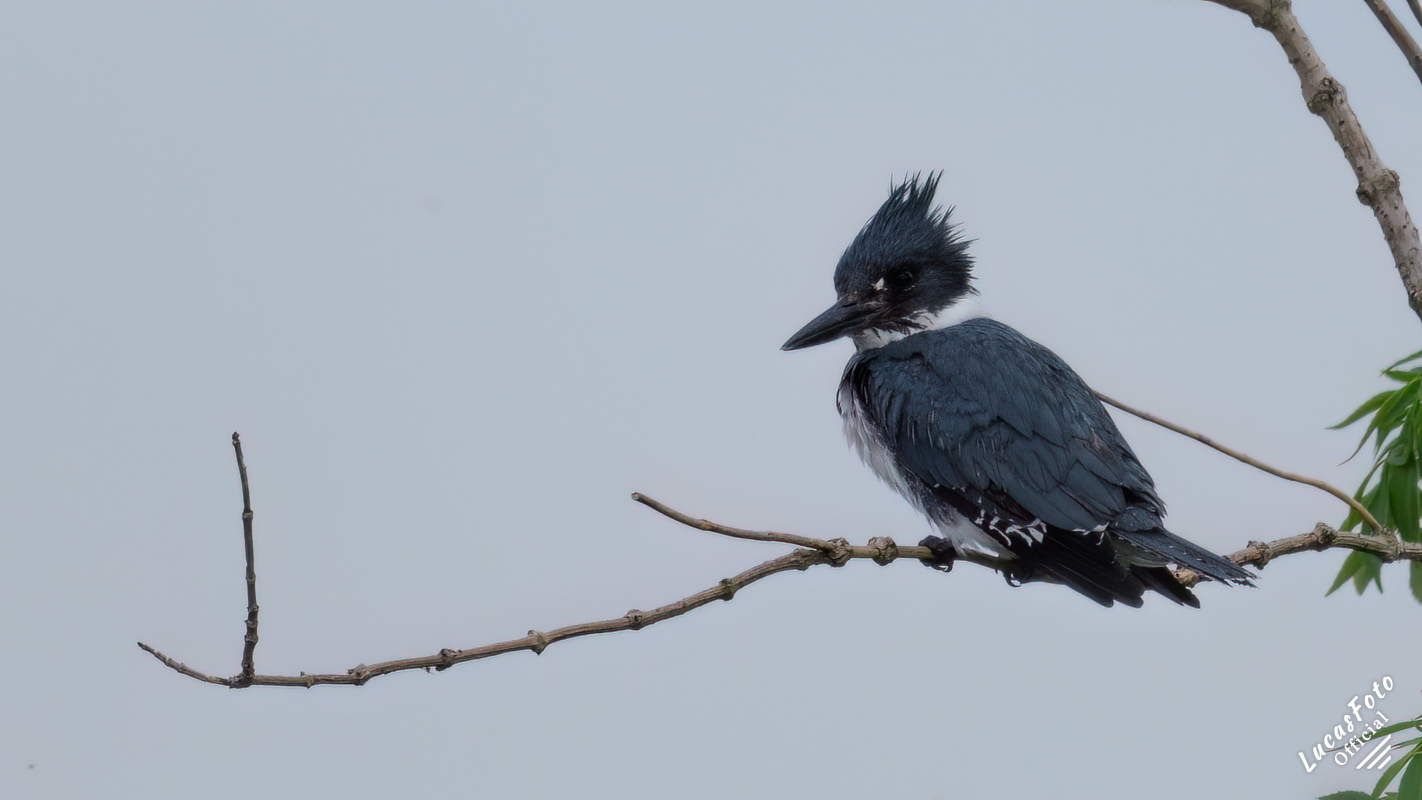 Belted Kingfisher