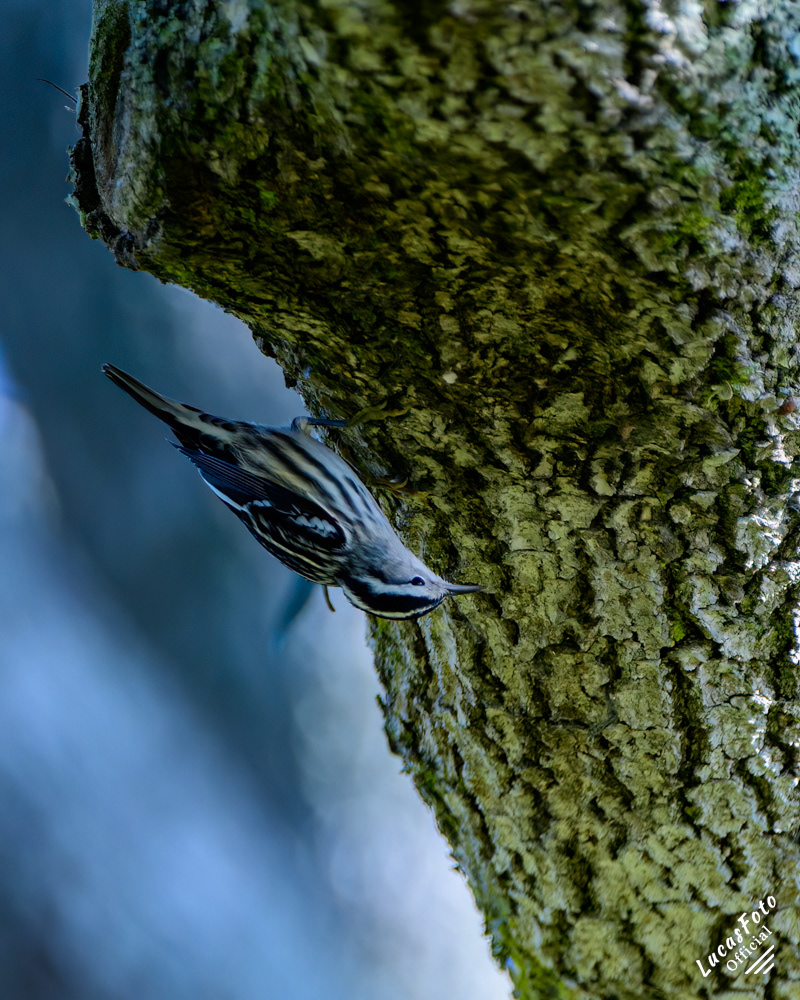 Black-and-white Warbler