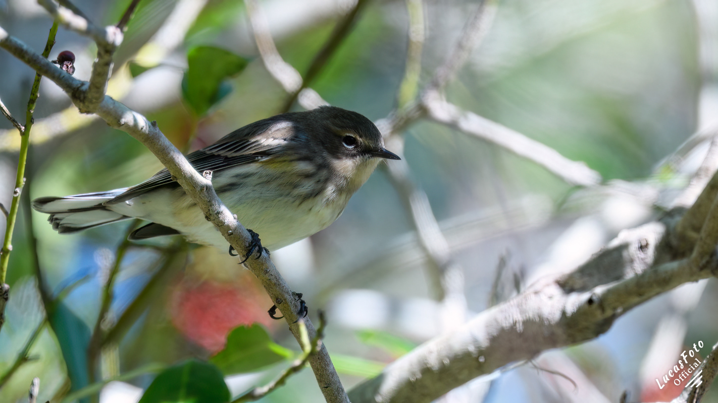 Yellow-rumped Warbler