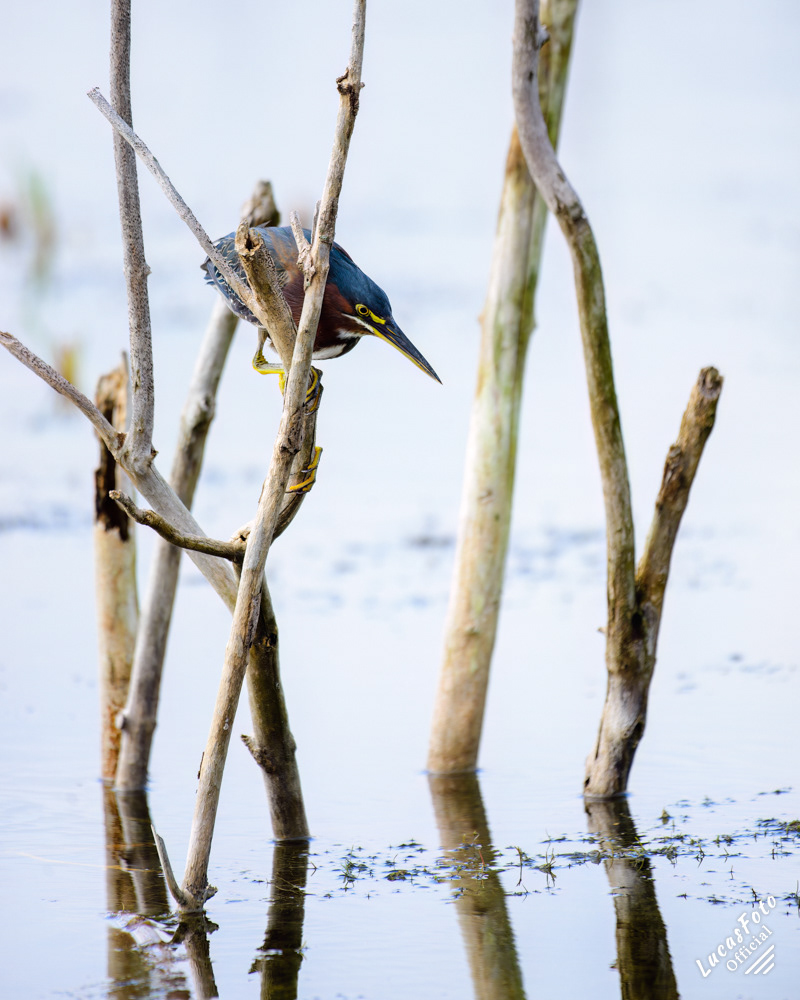 Green Heron