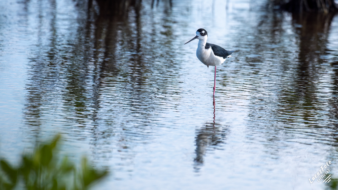 Black-necked Stilt
