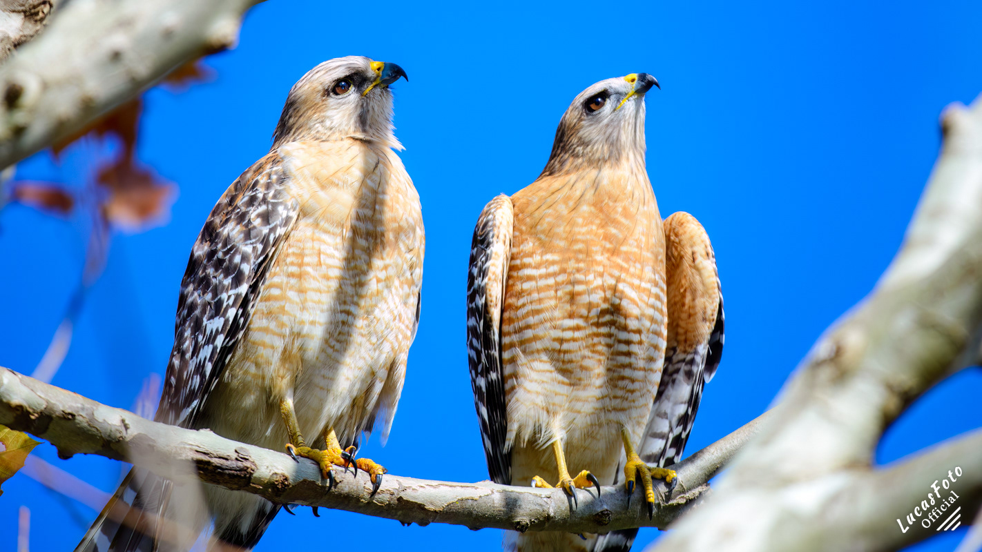 Red-shouldered Hawk