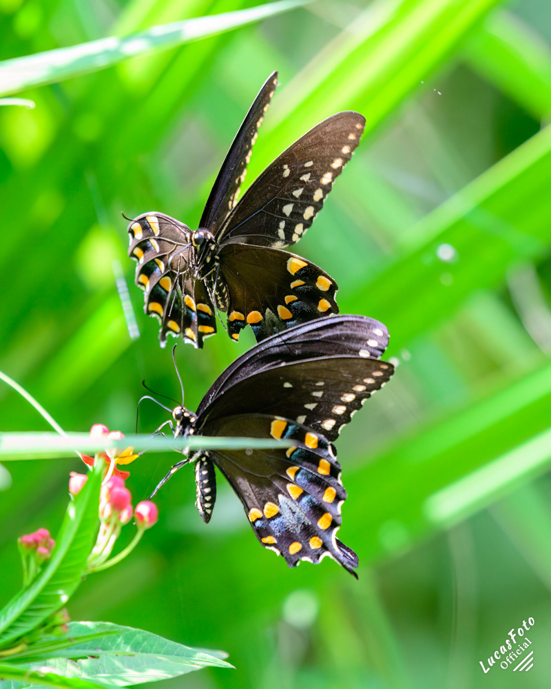 Spicebush Swallowtail