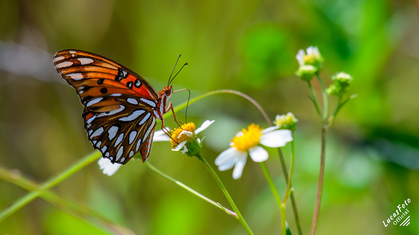 Gulf Fritillary