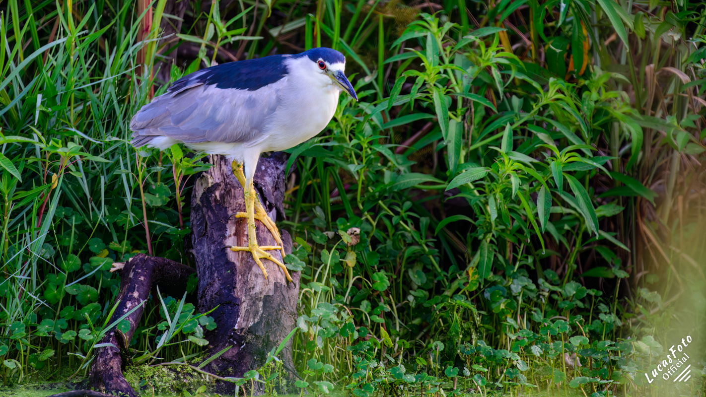 Black-crowned Night Heron
