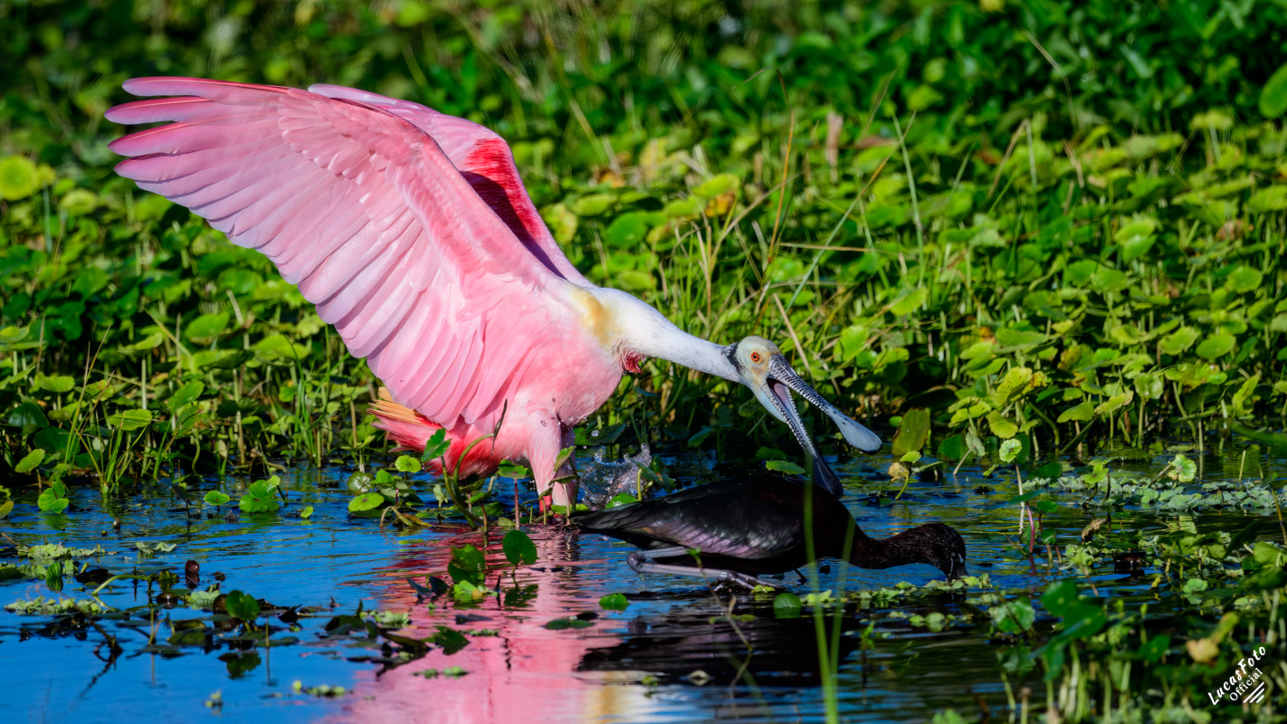 Roseate Spoonbill
