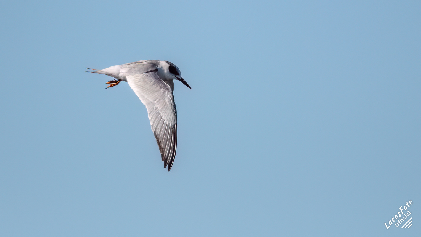 Forster's Tern