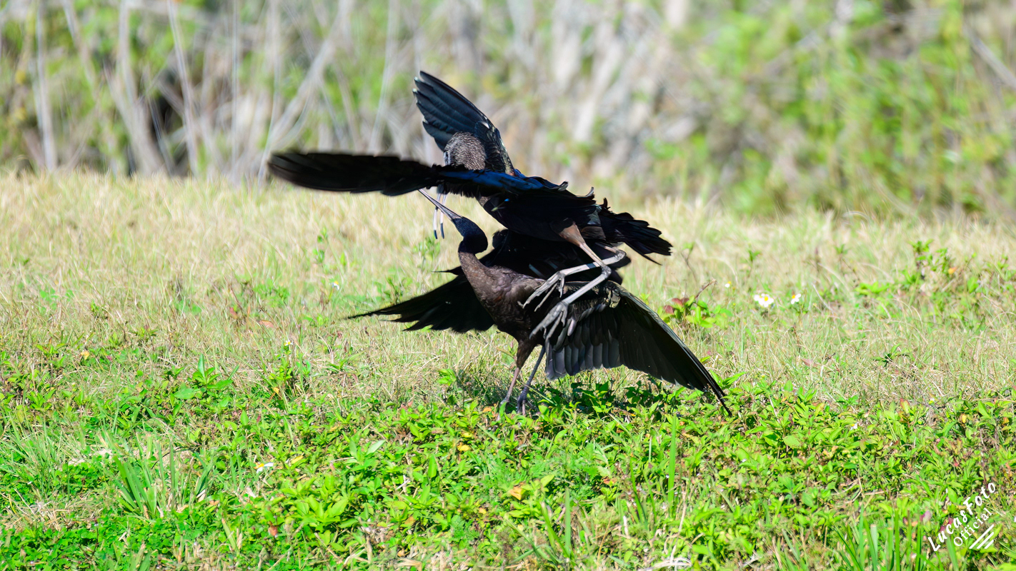 Glossy Ibis