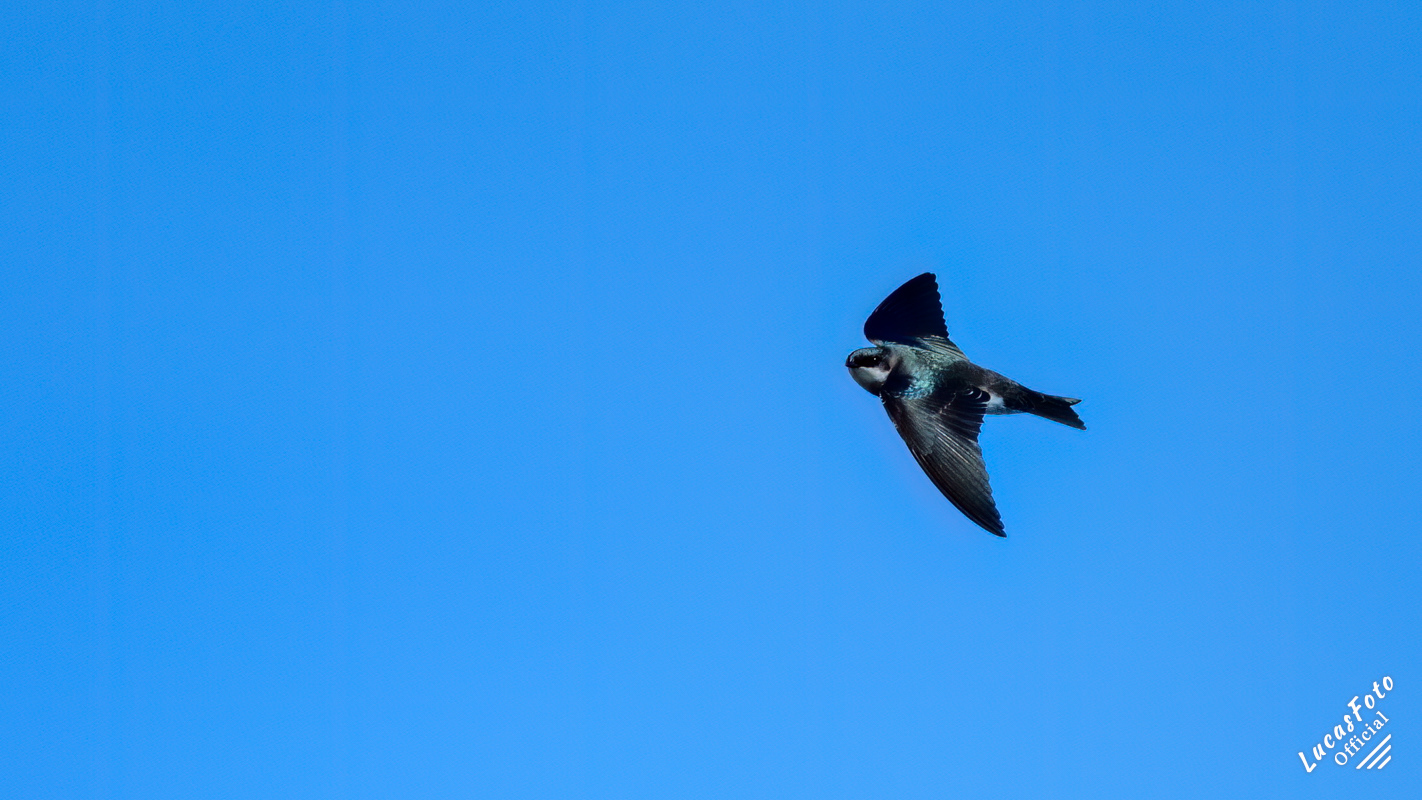 Tree Swallow