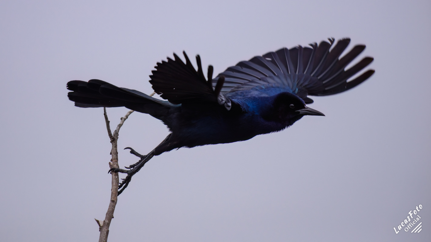 Boat-tailed Grackle