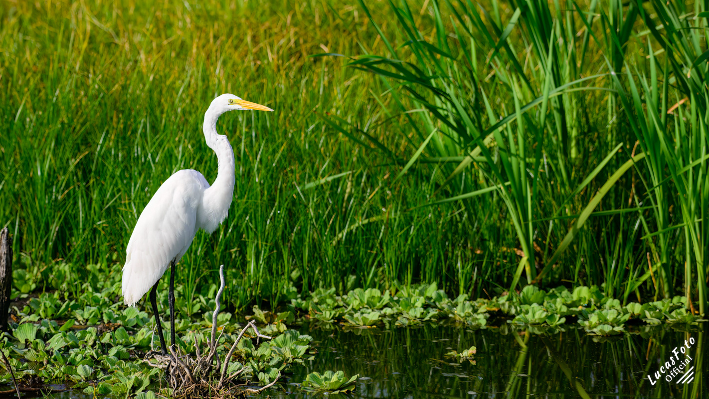 Great Egret