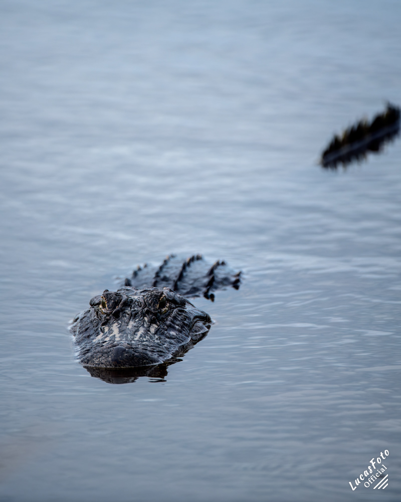 Alligator