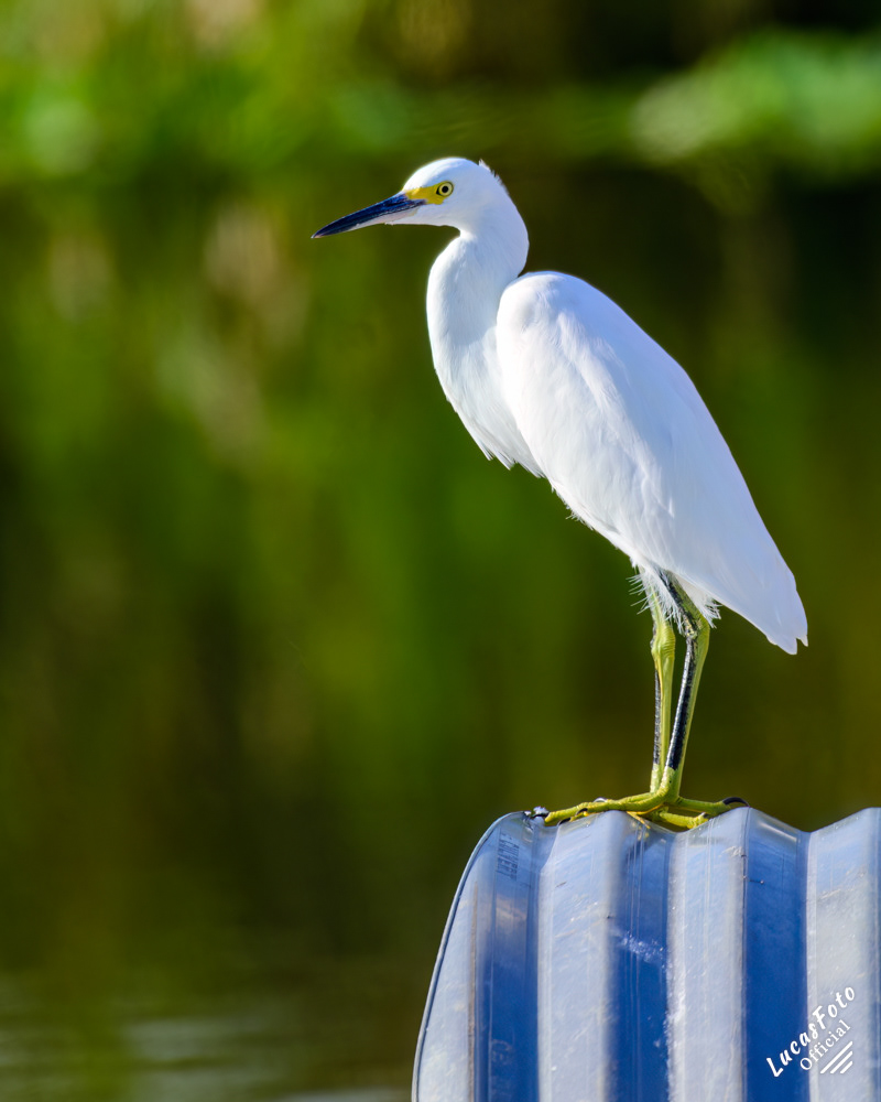 Snowy Egret
