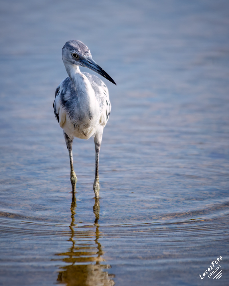 Juvenile Little Blue Heron
