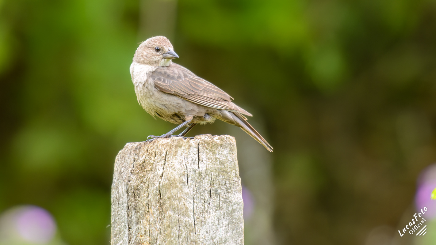 Brown-headed Cowbird