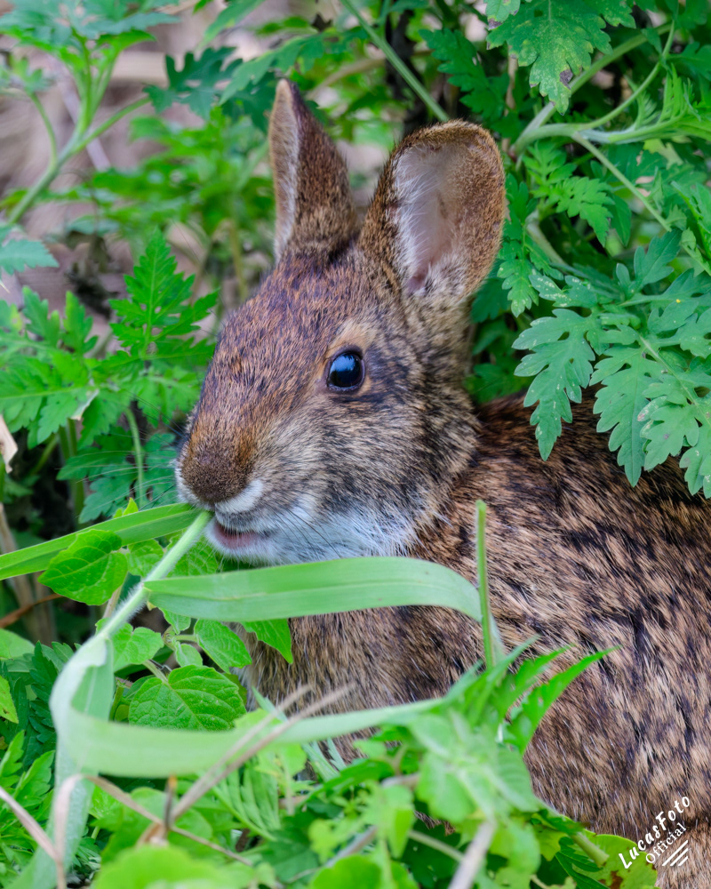 Marsh Rabbit