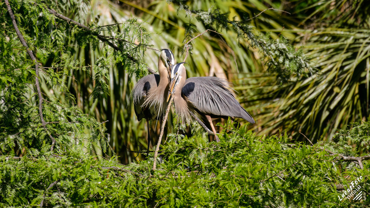 Great Blue Heron