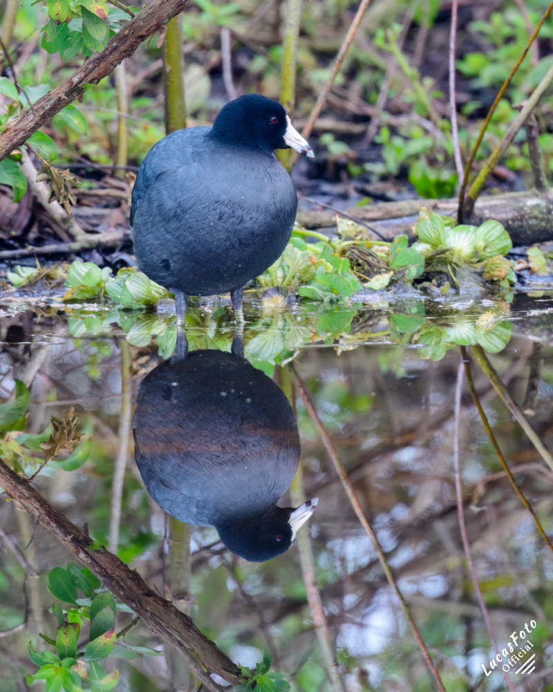 American Coot