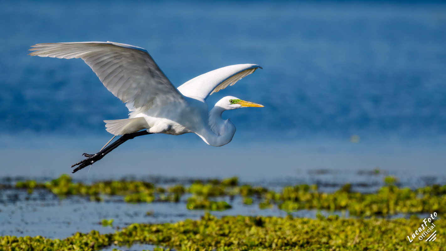 Great Egret