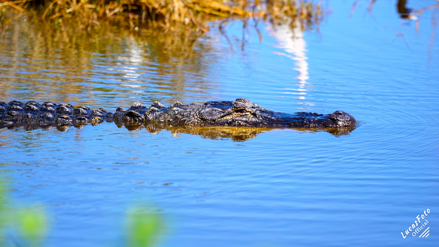 Alligator