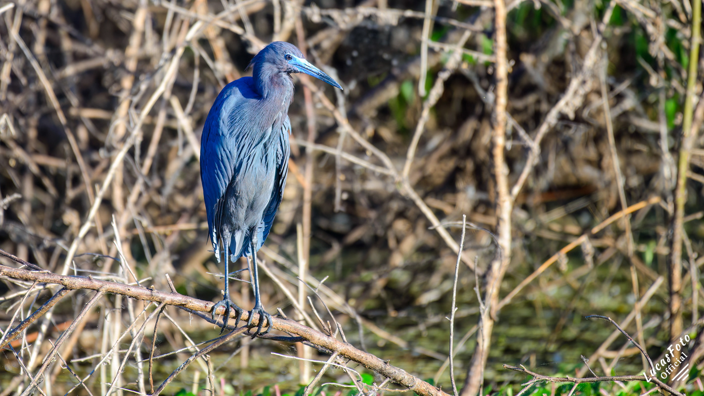 Little Blue Heron