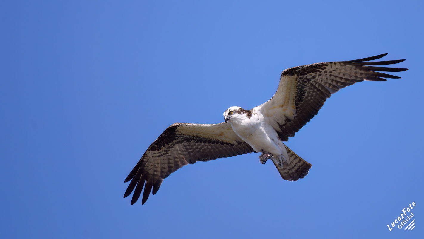 Osprey