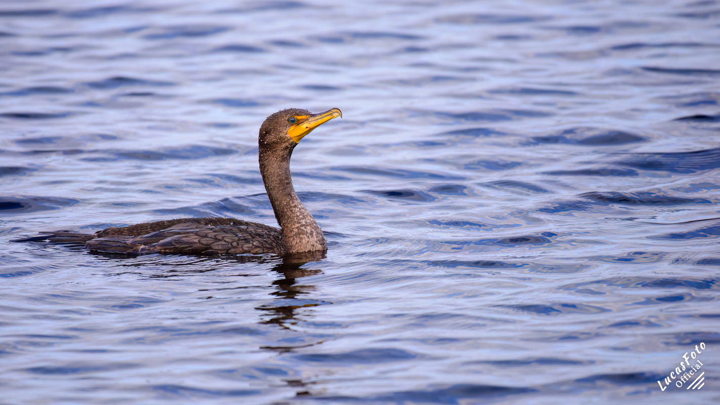 Double-crested Cormorant