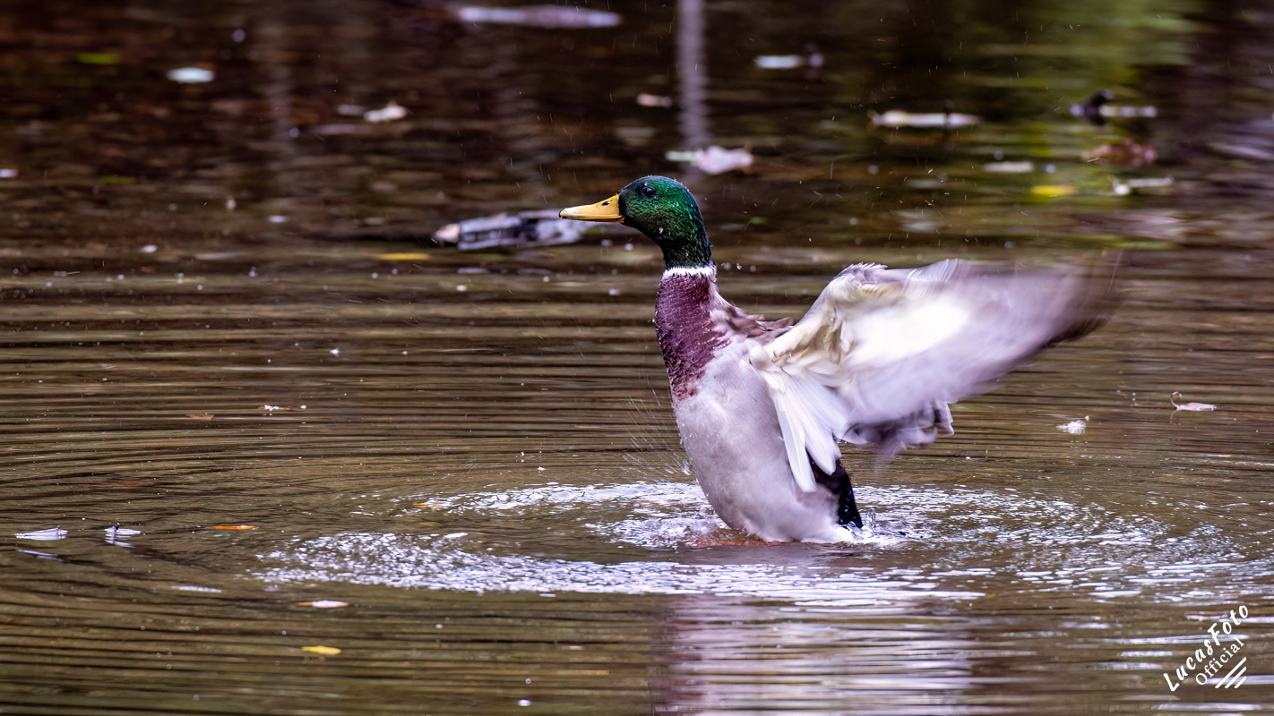 Mallard Duck