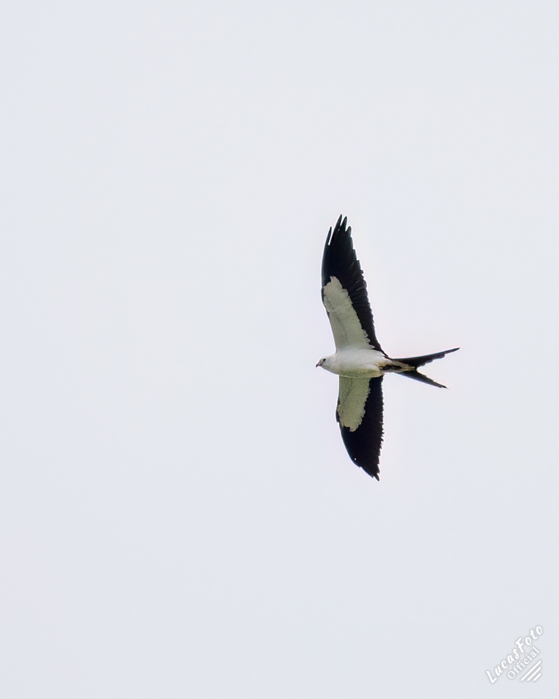 Swallow-tailed Kite