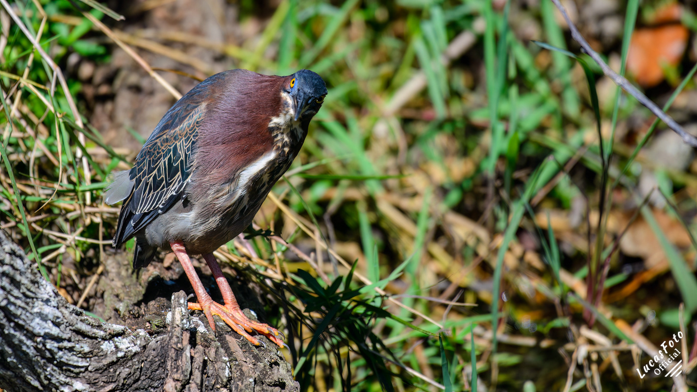 Green Heron