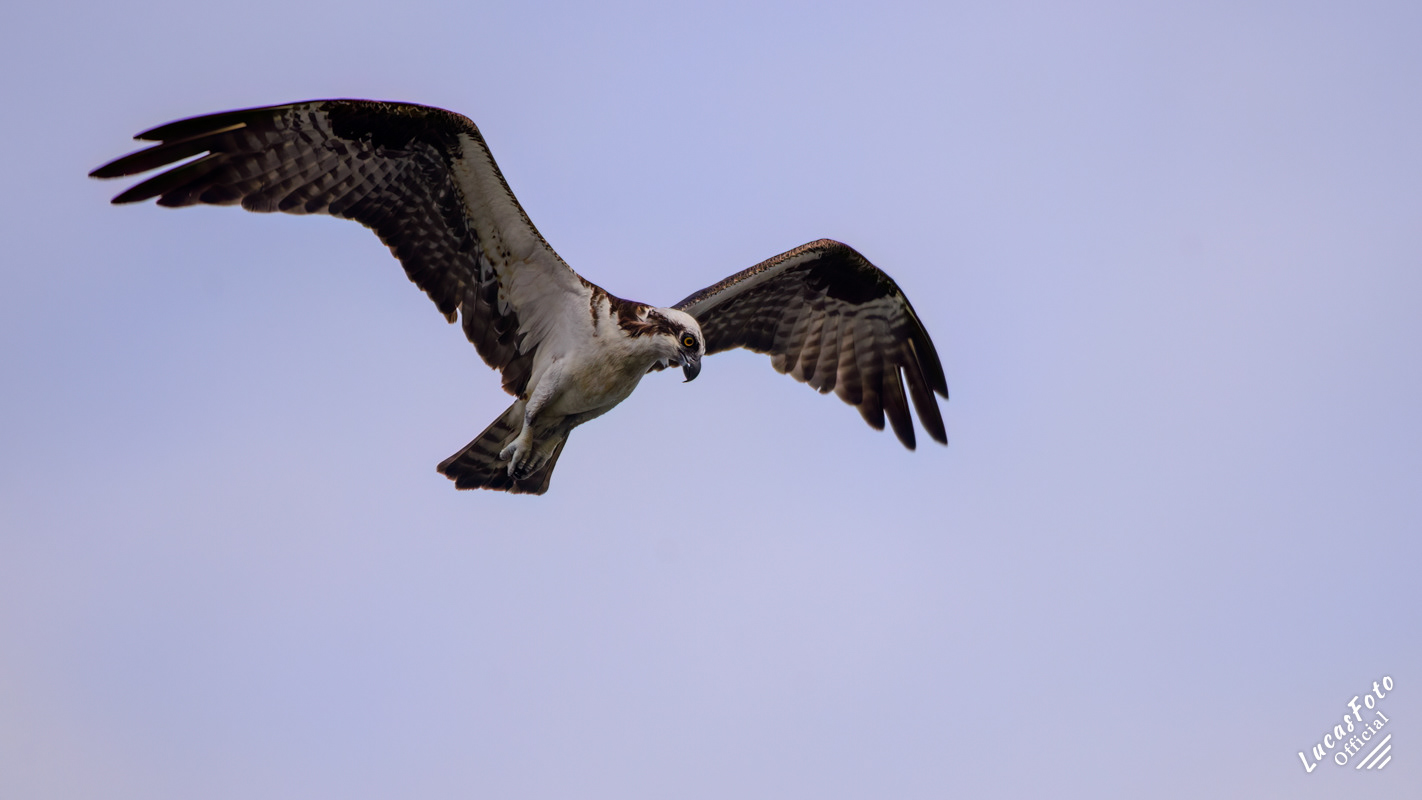 Osprey