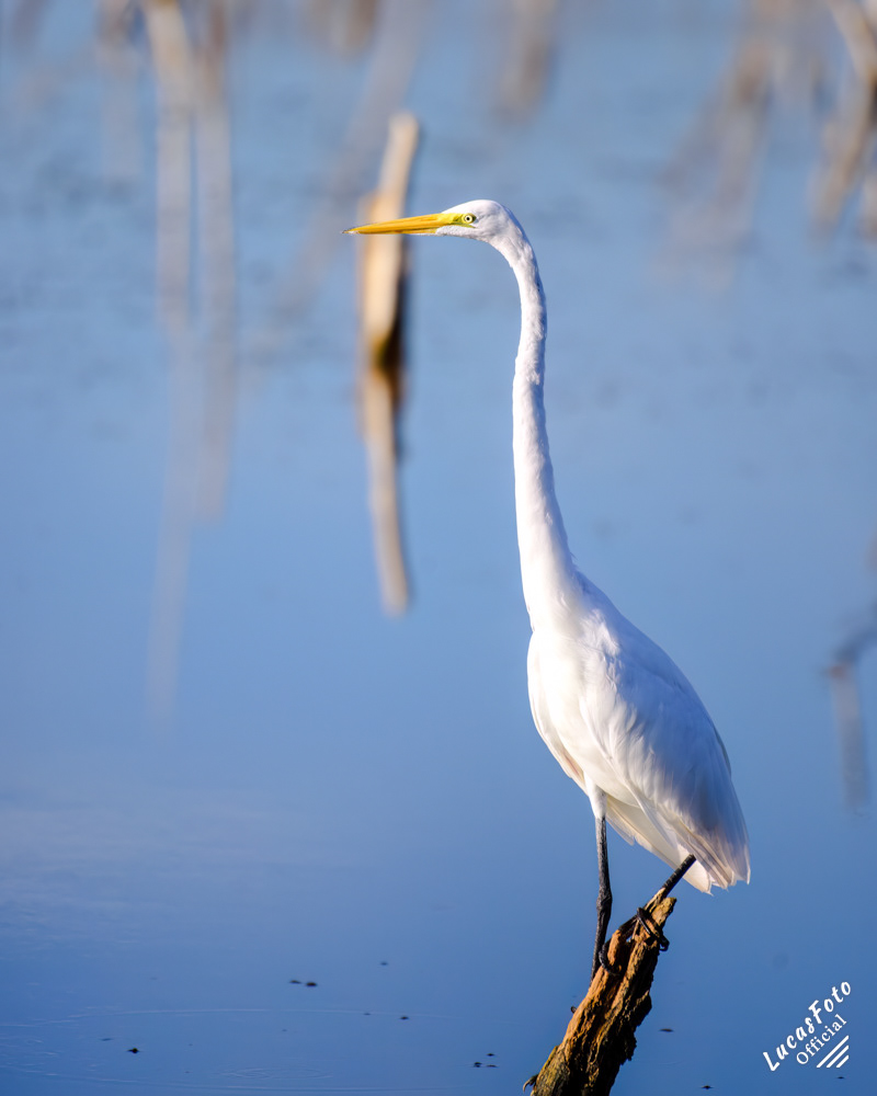 Great Egret