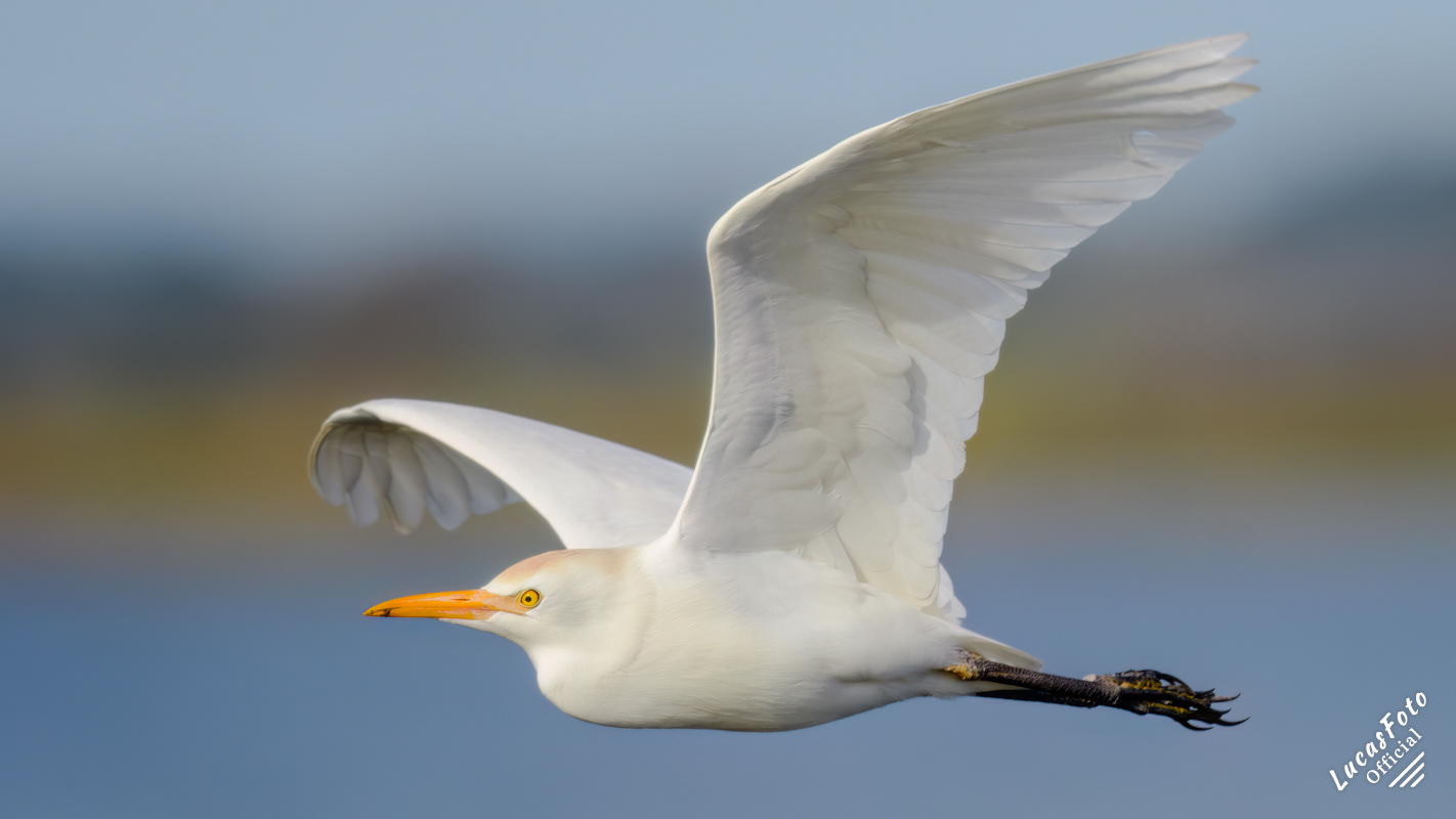 Cattle Egret