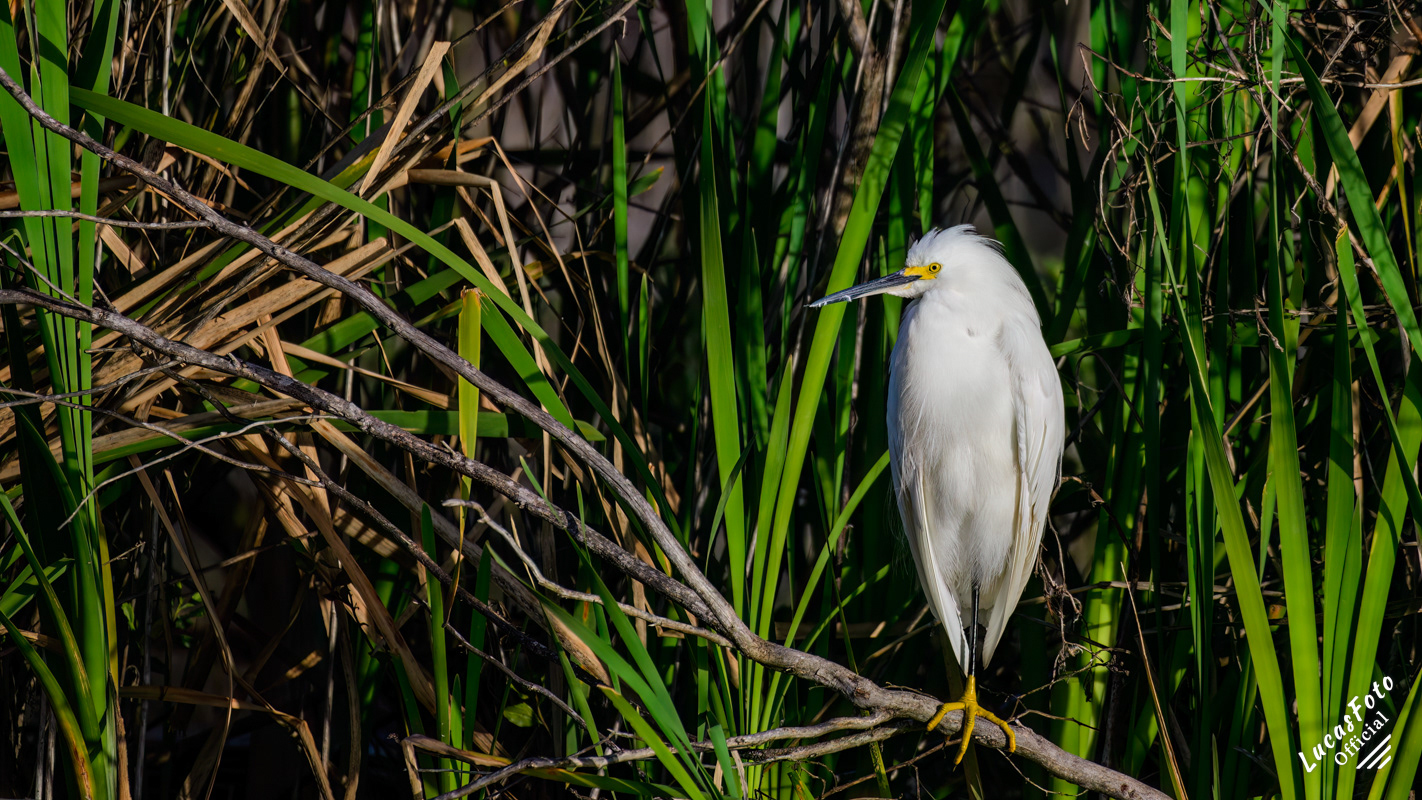 Snowy Egret