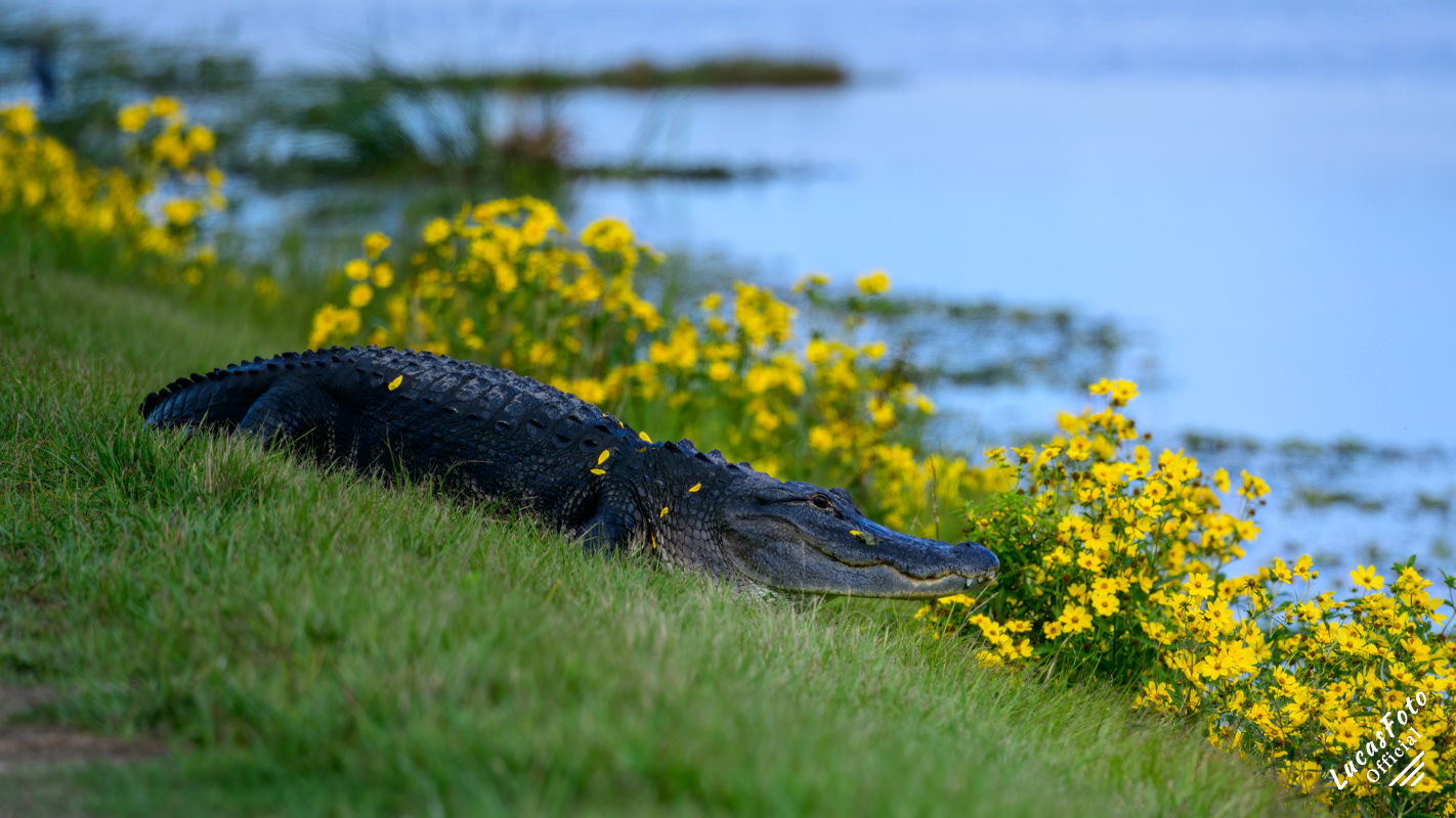 Alligator