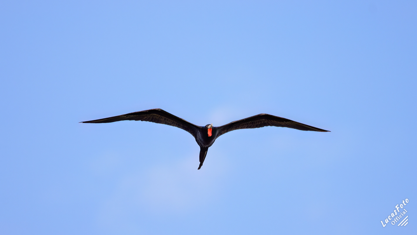 Magnificent Frigatebird